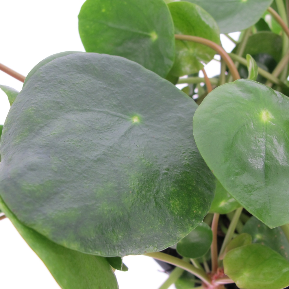 PTG-Pilea-Pepermomioides-v12-h20-part1