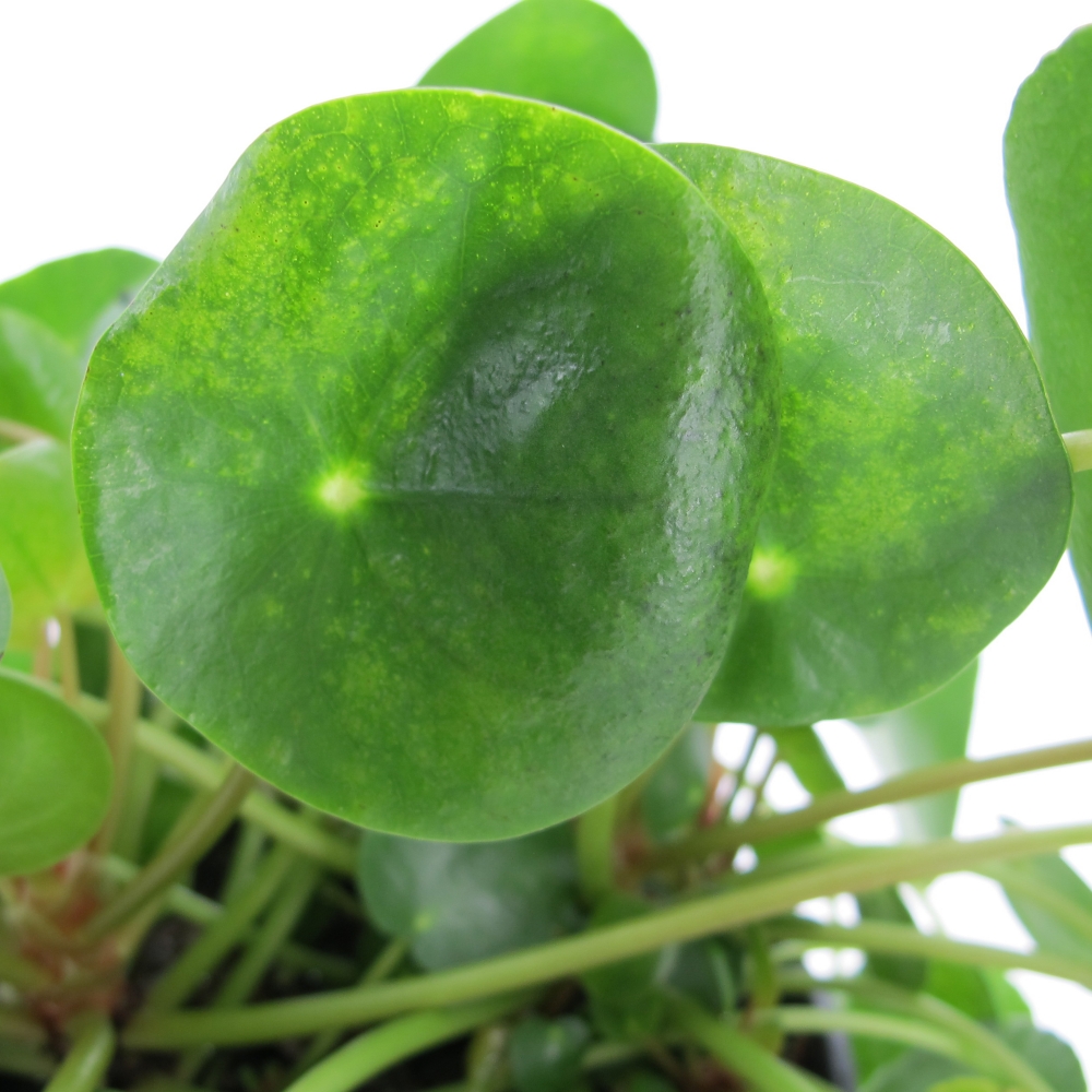 PTG-Pilea-Pepermomioides-v12-h20-part2 Pilea Peperomioides 2