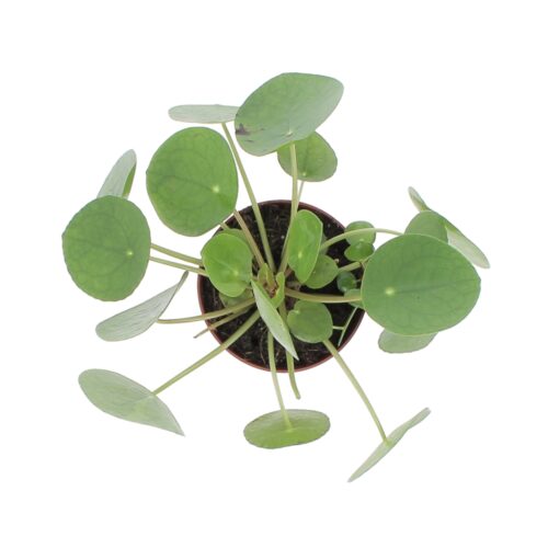 Pilea Peperomioides 1