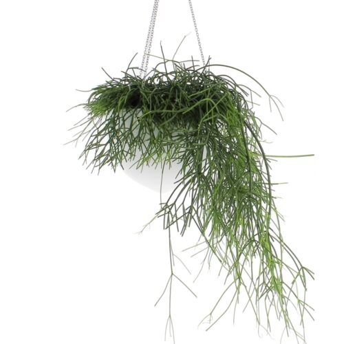 Rhipsalis Baccifera Oasis - vaso alaska appeso