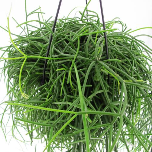 Rhipsalis Baccifera Oasis 1