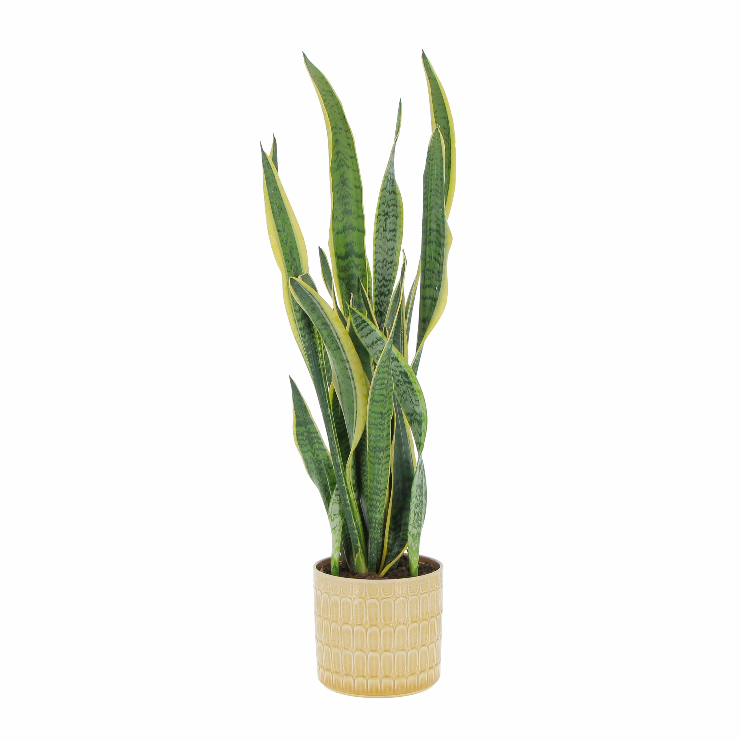 PTG-Sansevieria-Laurentii-v17-h85-95_878-19-elna