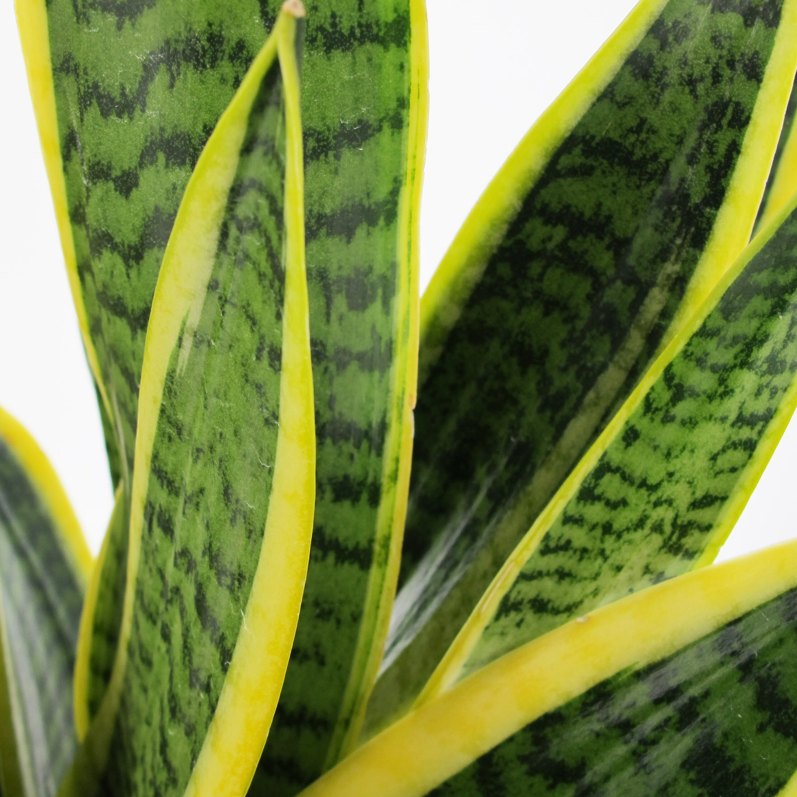 PTG-SansevieriaLaurentii-v15-h60-part1 Sansevieria Trifasciata Laurentii