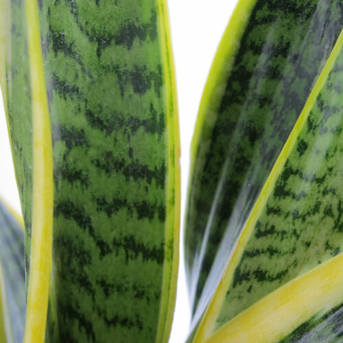 Sansevieria Trifasciata Laurentii