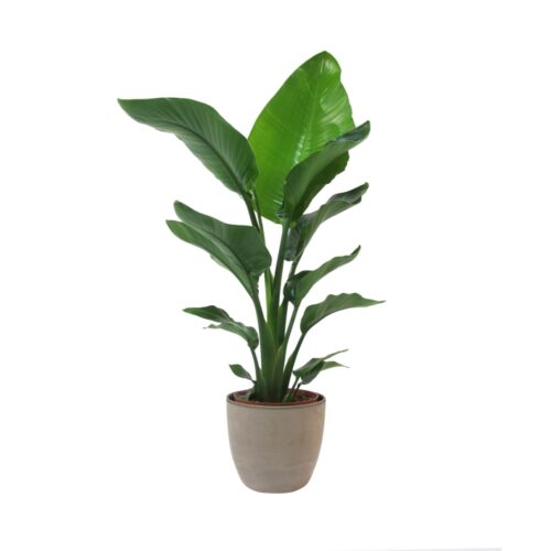 Strelitzia Nicolai
