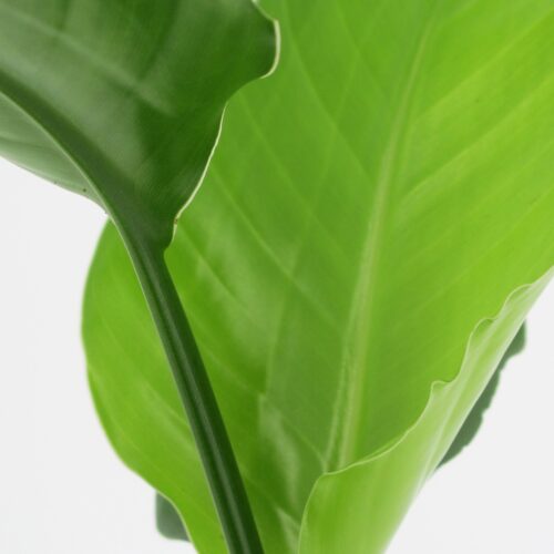 Strelitzia Nicolai