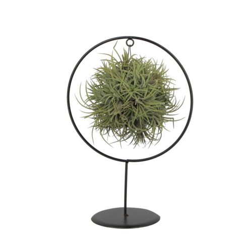 Tillandsia