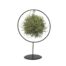 Tillandsia