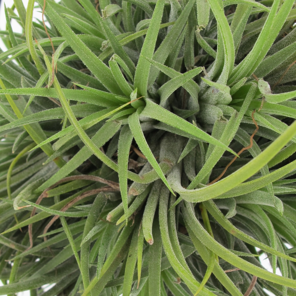 PTG-Tillandsia-Ring-Mix-v15-part1 Tillandsia