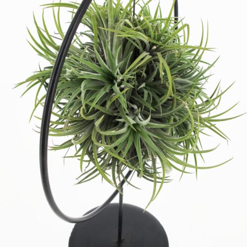Tillandsia