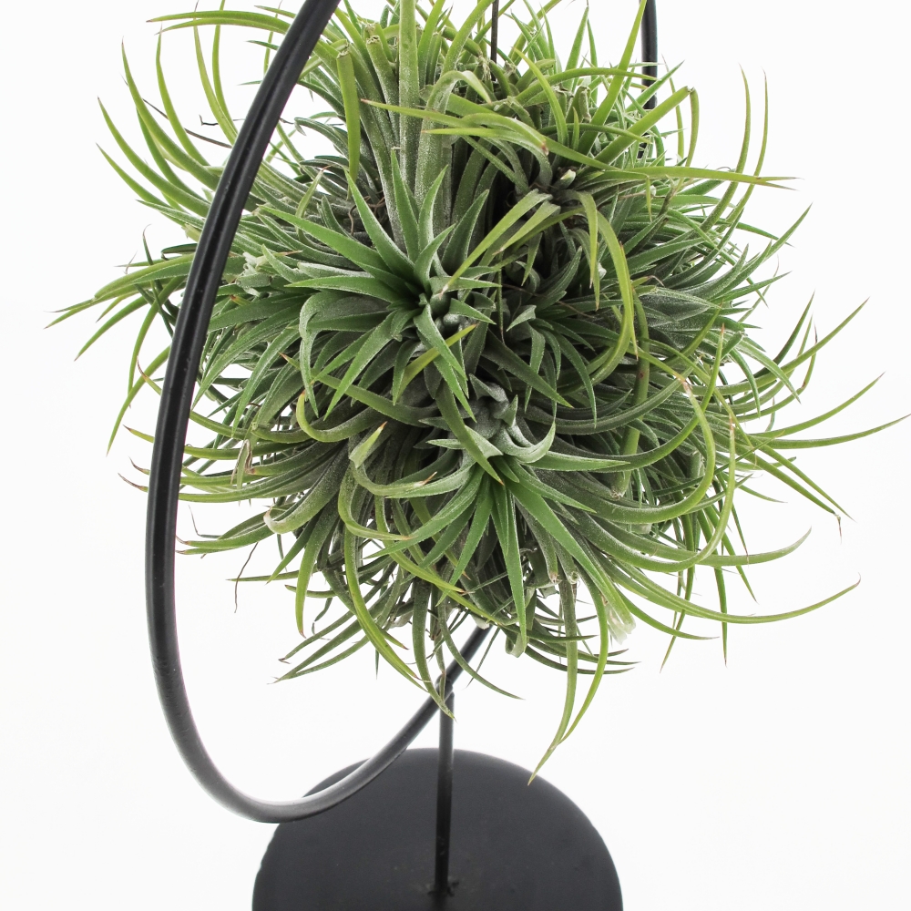 PTG-Tillandsia-Ring-Mix-v15-part2 Tillandsia