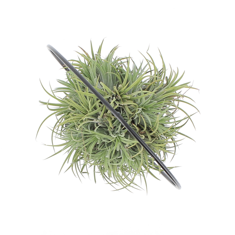 PTG-Tillandsia-Ring-Mix-v15-sopra Tillandsia