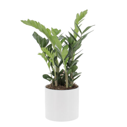 Zamioculcas, vaso panna