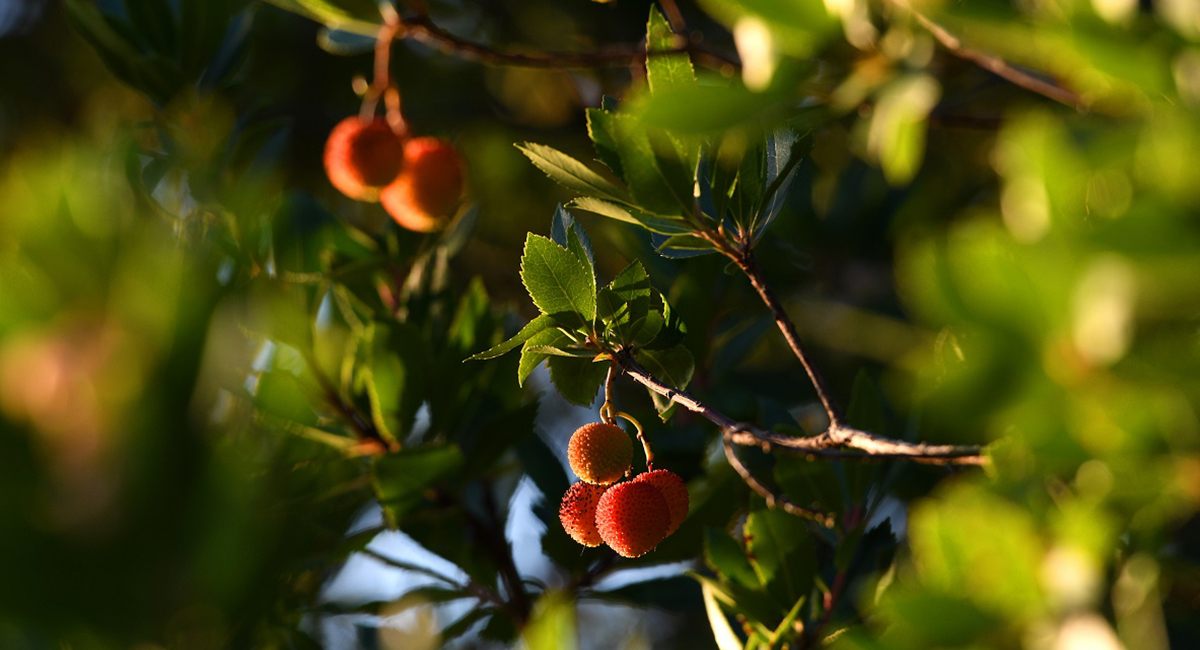 Piante da frutto