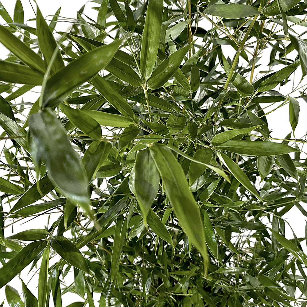 bambusa bissetii 1