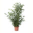 bambusa bissetii