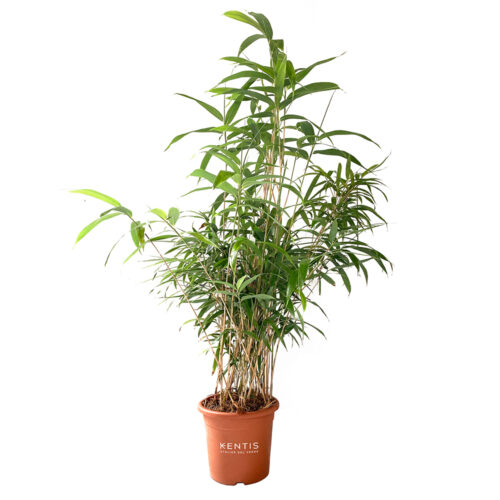 Bambusa Metake Pseudosasa Japonica