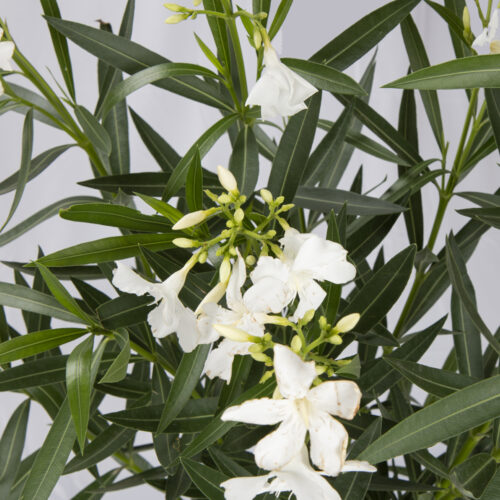 nerium-oleander-bianco