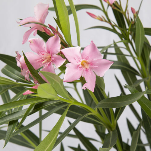 Nerium Oleander Rosa