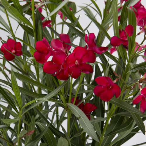 Nerium Oleander rosso