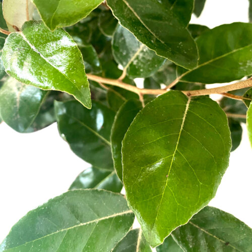 Eleagnus Ebbingei