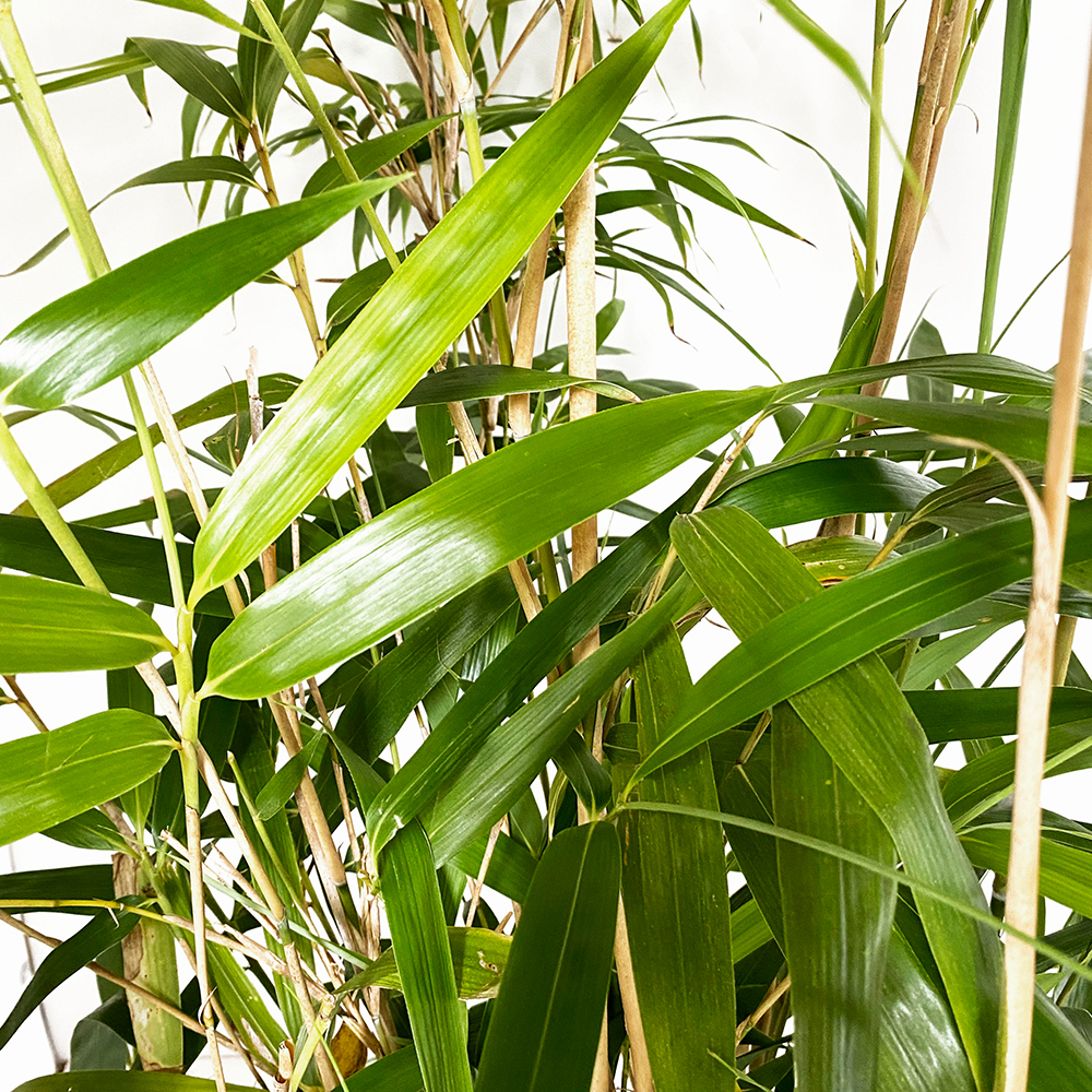 particolarelt-1 Bambusa Metake Pseudosasa Japonica