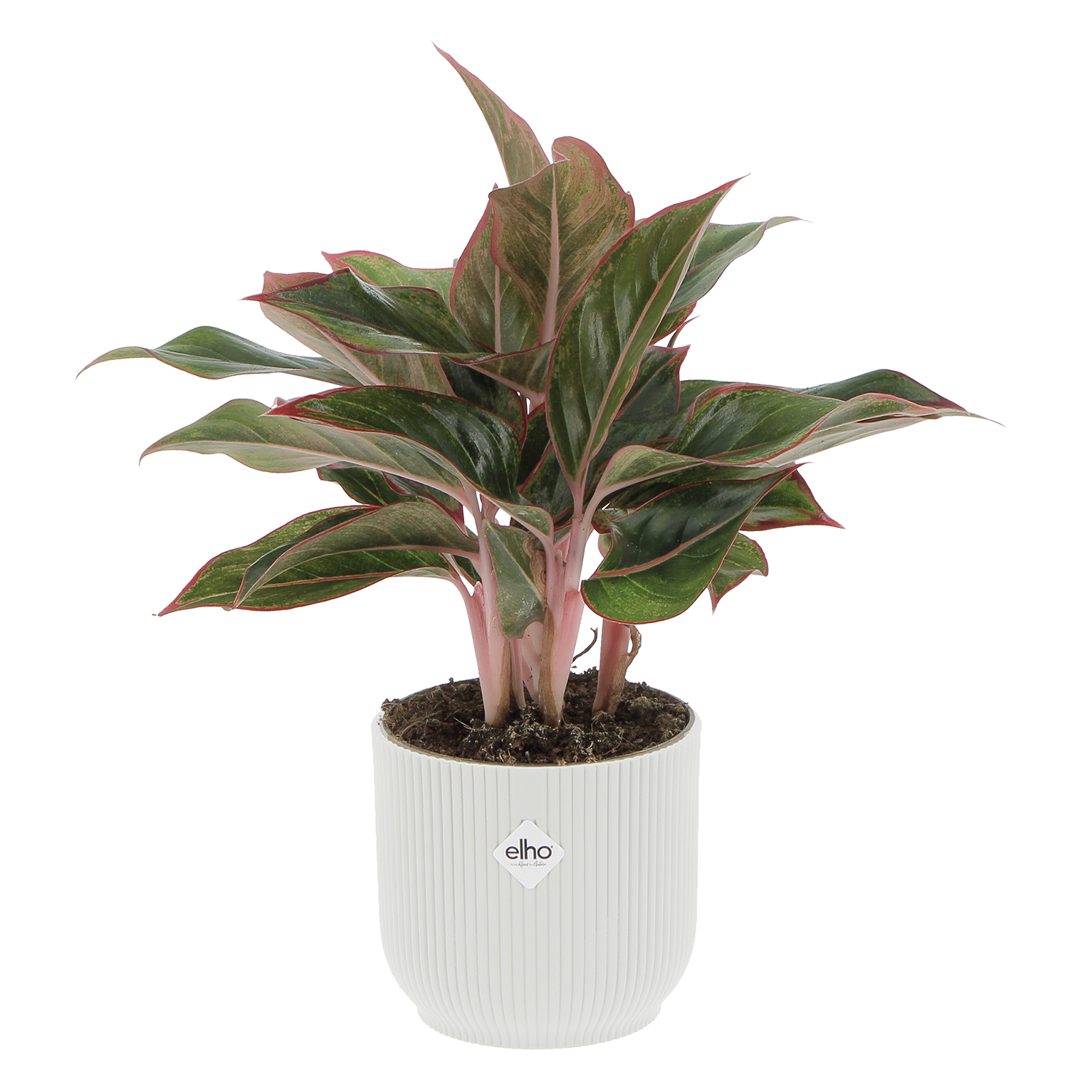 AGLAONEMA SILKY WHITE