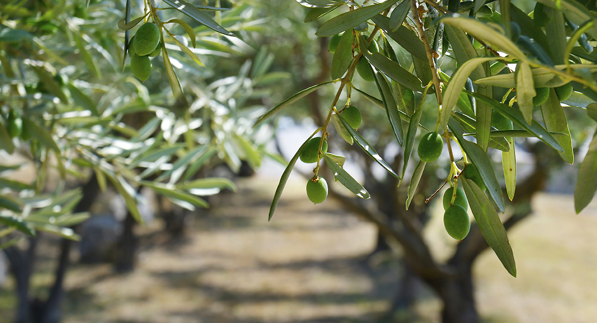 Alberi Kentis