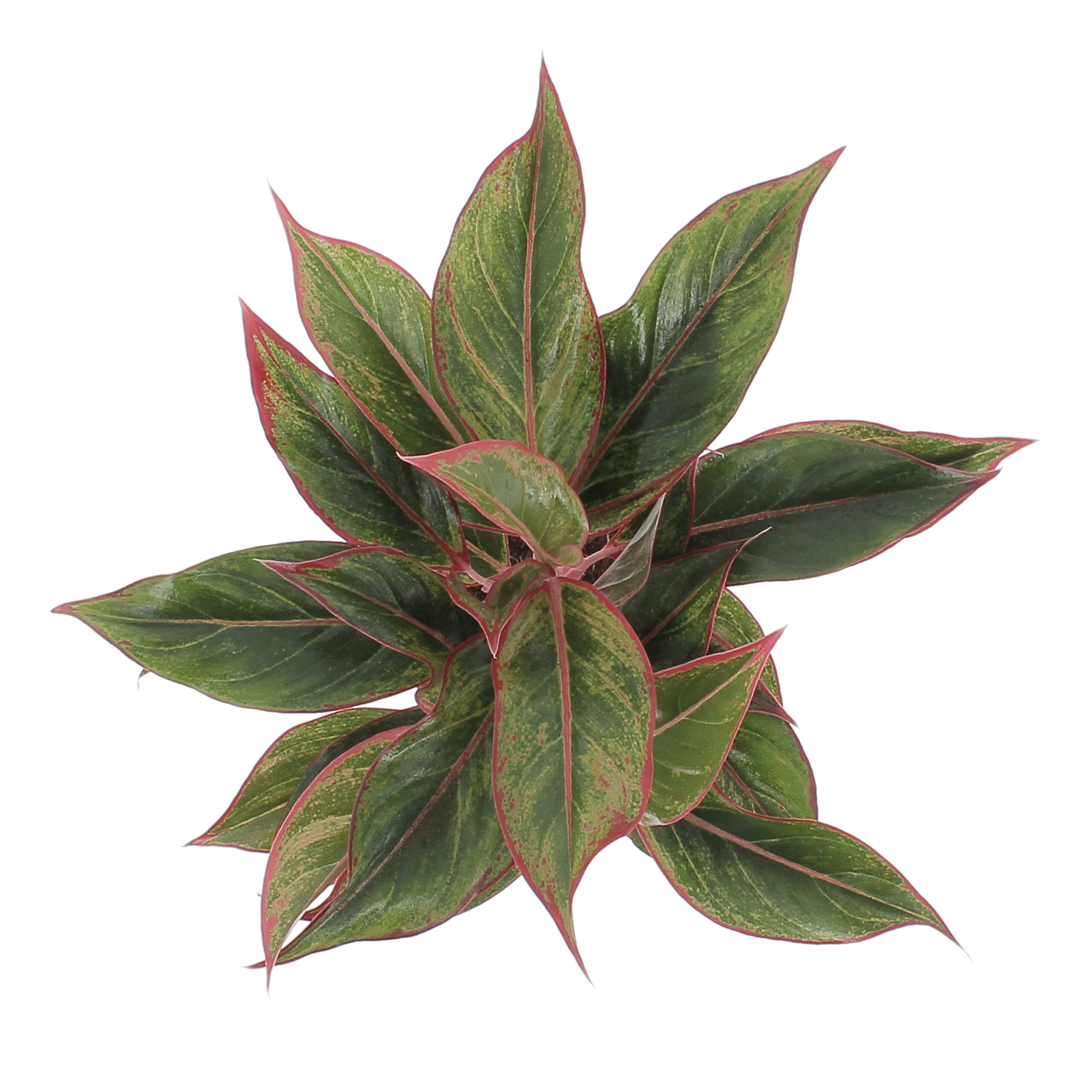 PTG-Aglaeonema-Light-Star-v12-h35-0001_0003_Livello 3