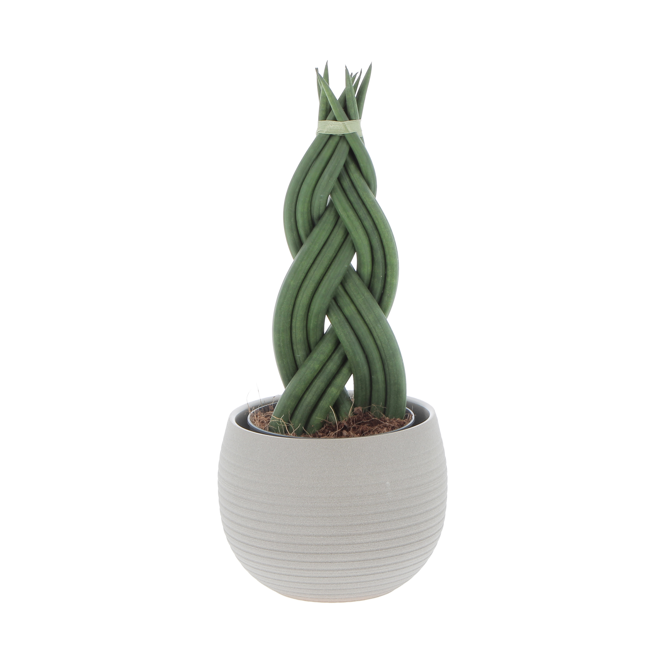 PTG-Sansevieria-Braid-v12-h35_744-16-taupestone