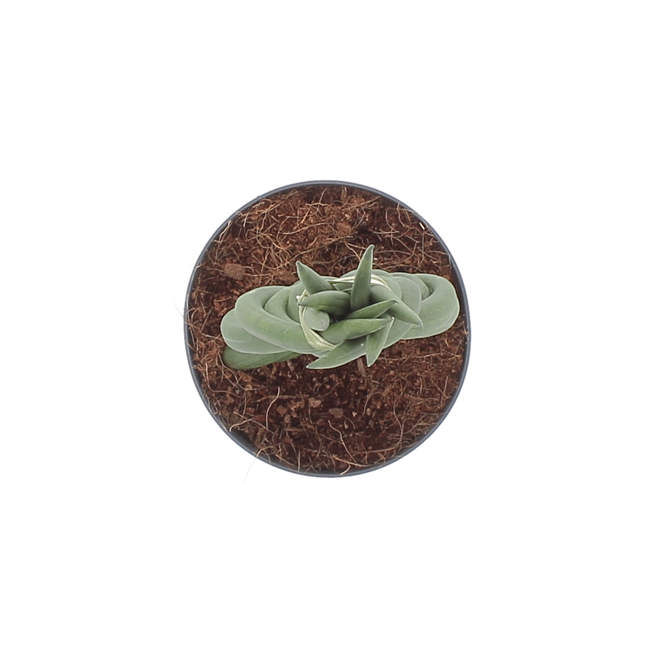 PTG-Sansevieria-Braid-v12-h35_sopra
