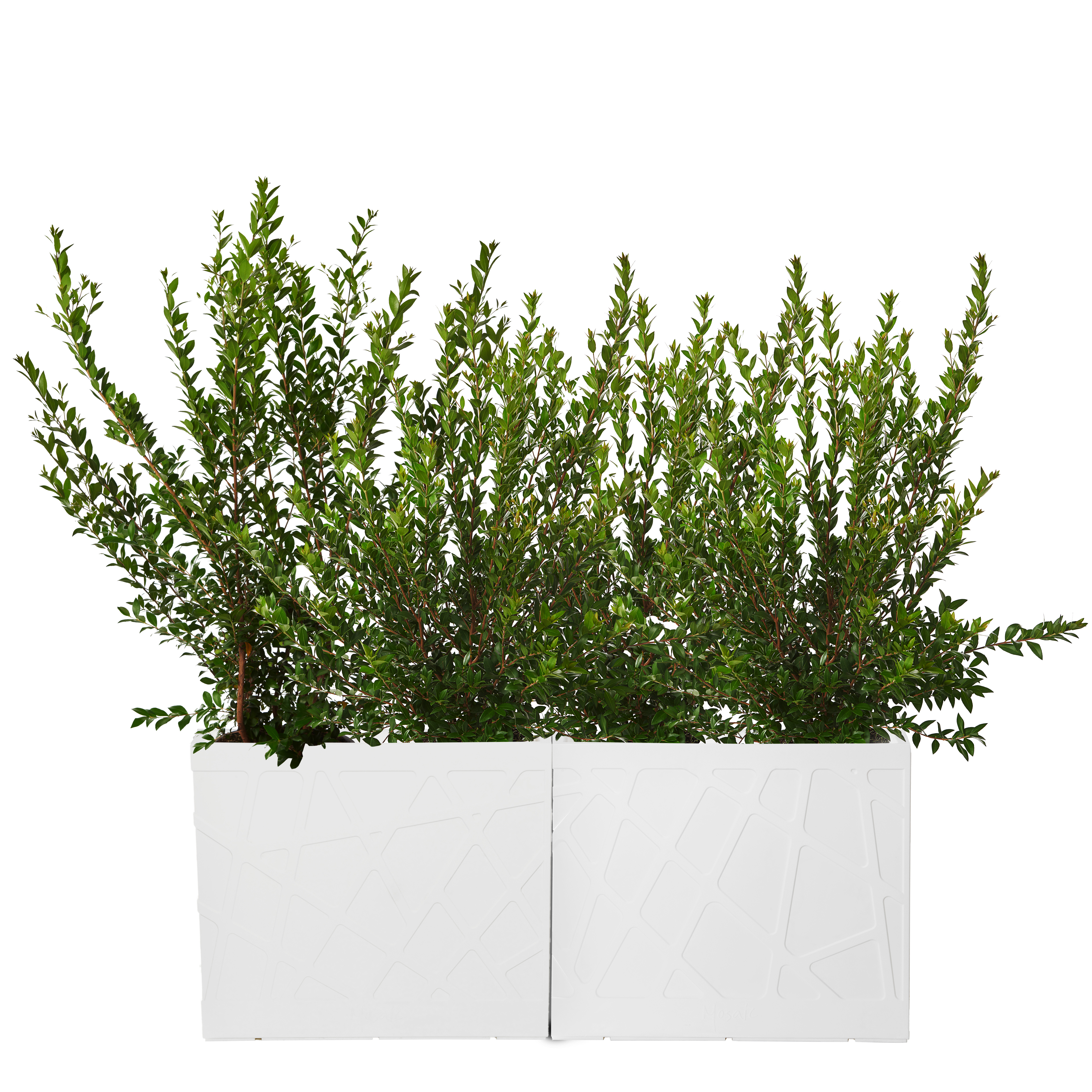 Mosaic Flowerbox High_700 (1)