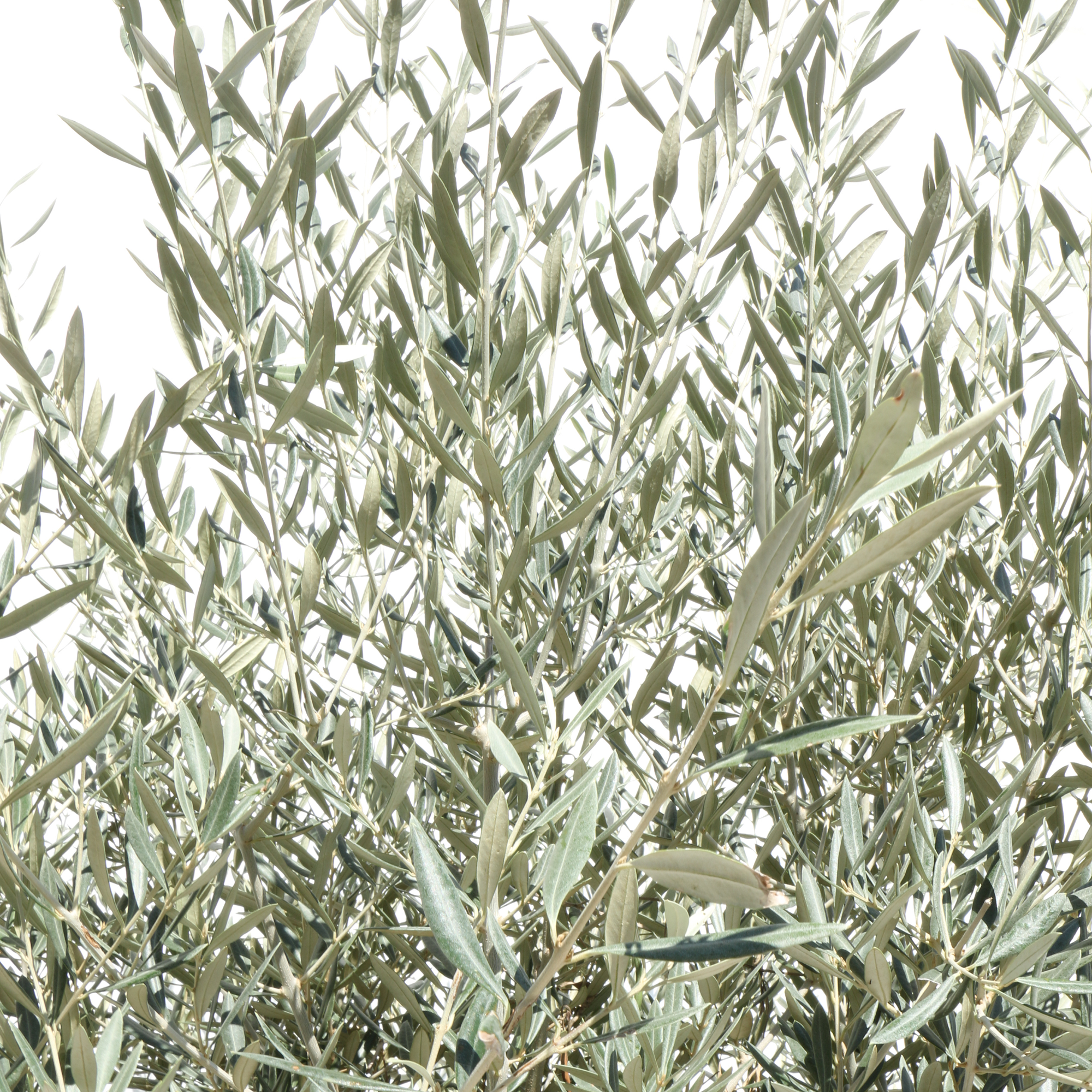 Olea Europea_dettaglio 1