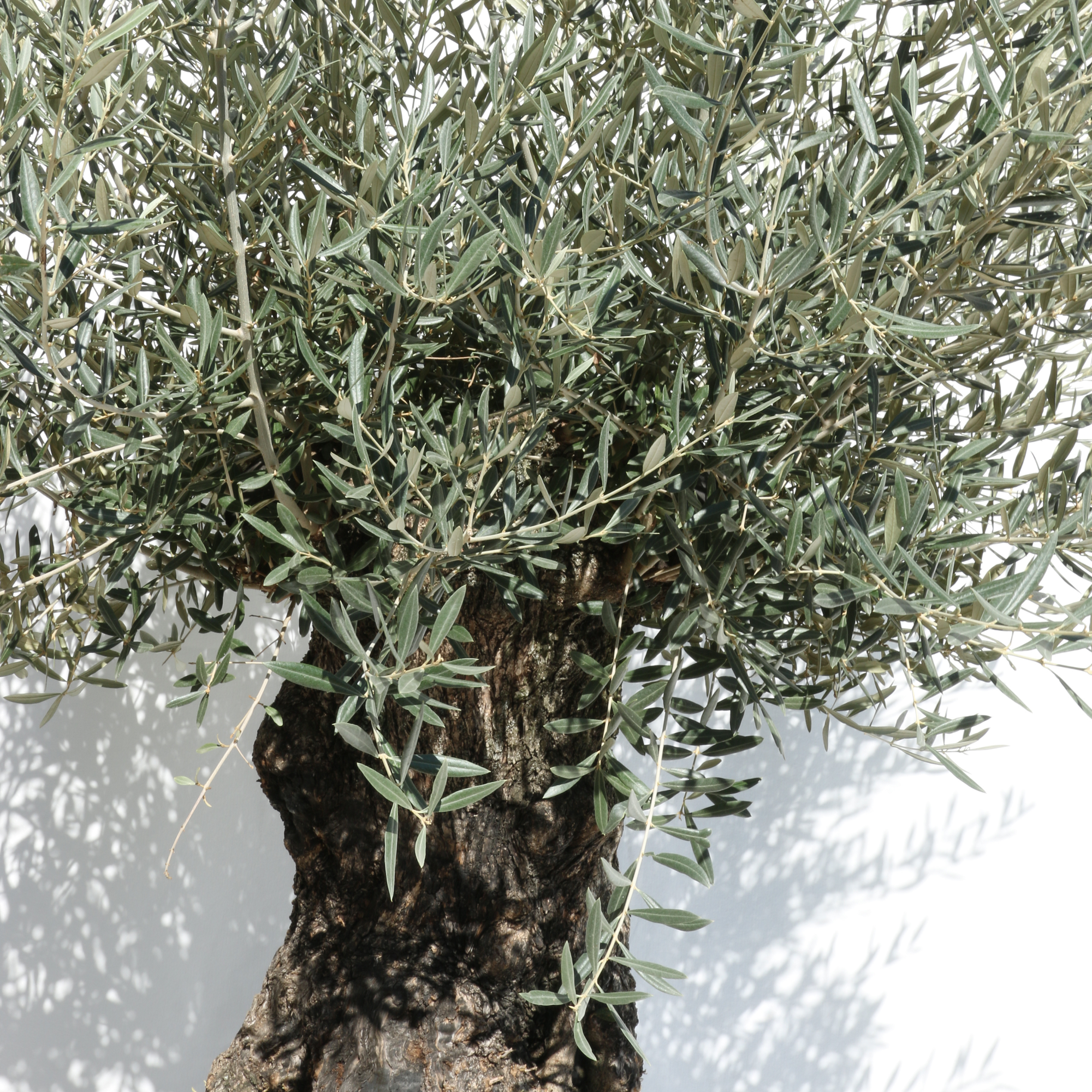 Olea Europea_dettaglio