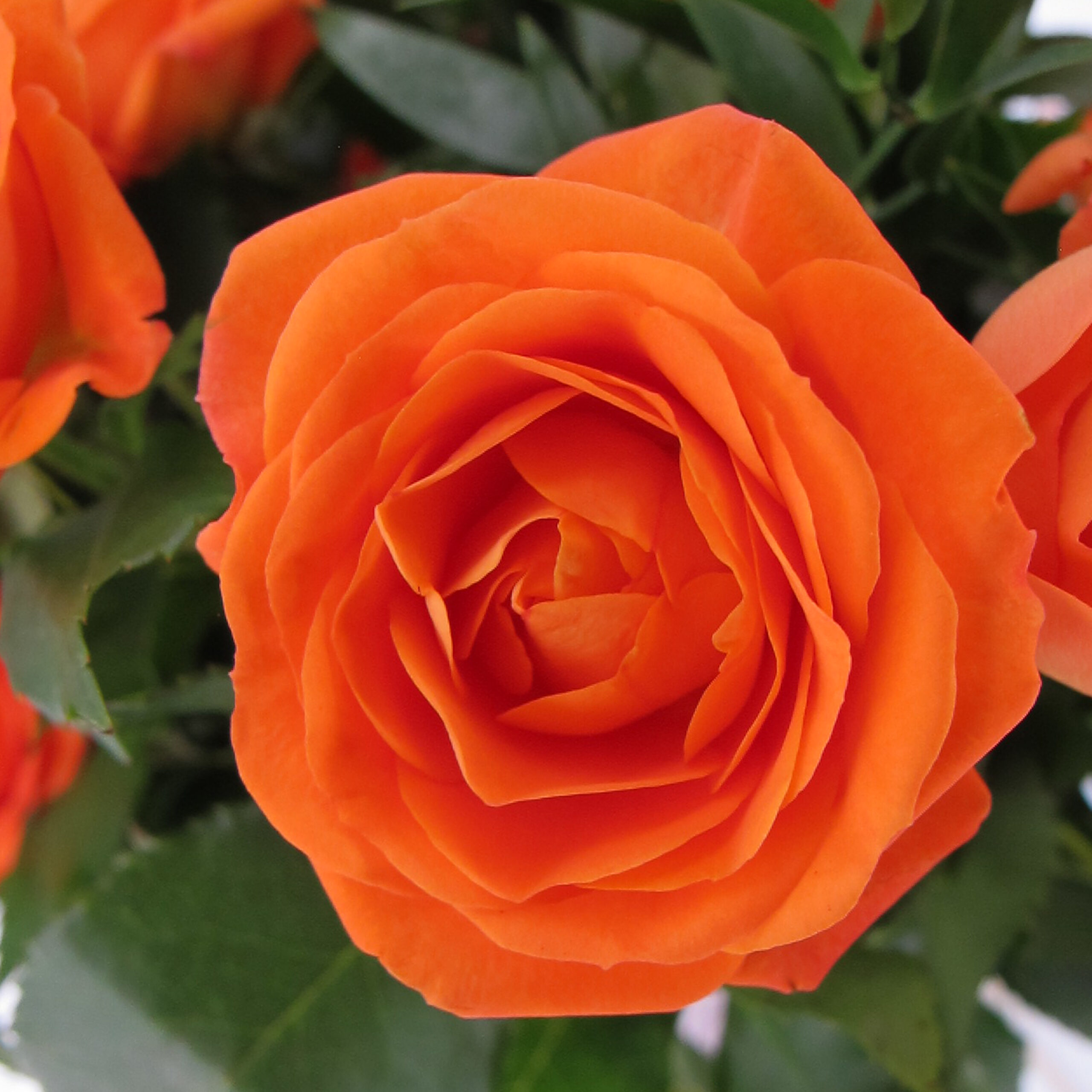 PTG-Bouquet-10steli-rosegrappolo-arancio-0005_0000_Livello 5