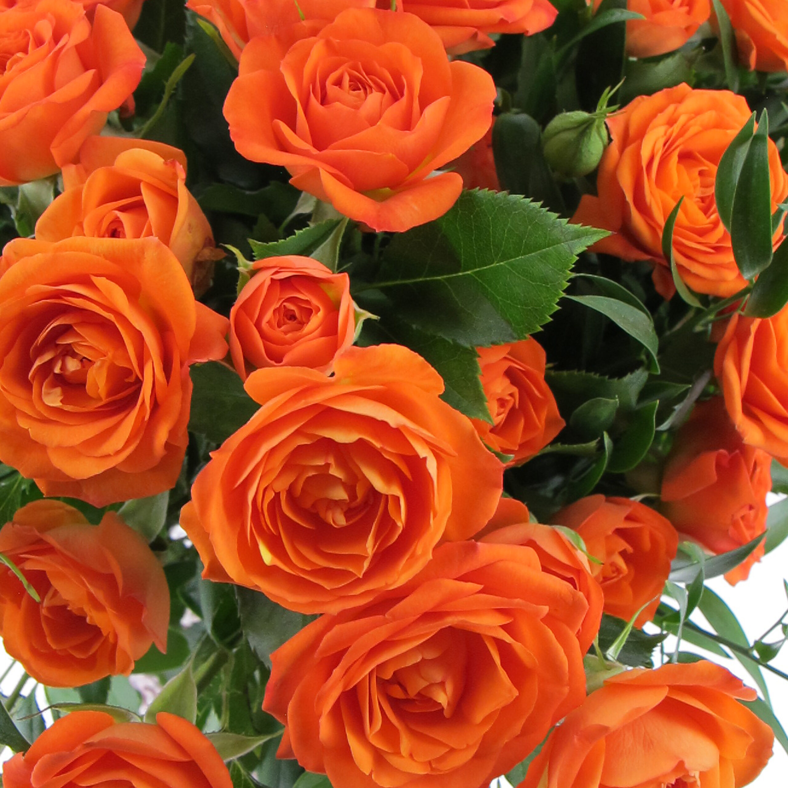 PTG-Bouquet-10steli-rosegrappolo-arancio-0005_0001_Livello 4