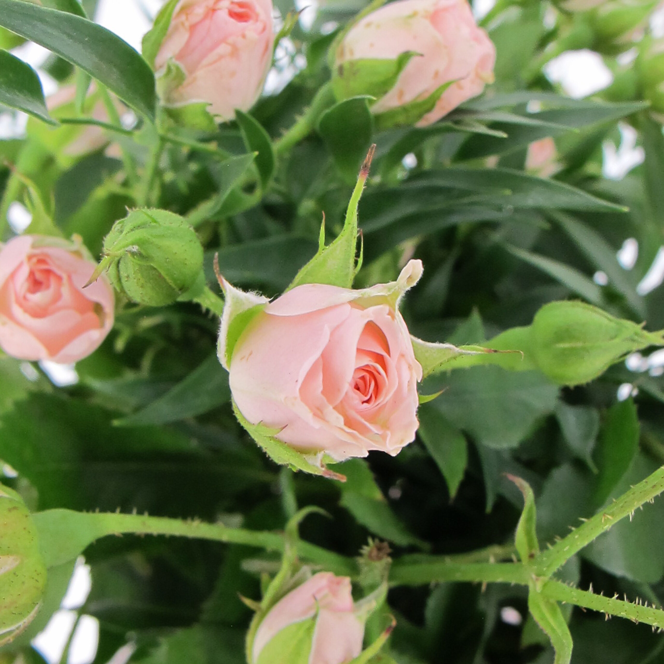 PTG-Bouquet-10steli-rosegrappolo-rosa-0001_0000_Livello 7