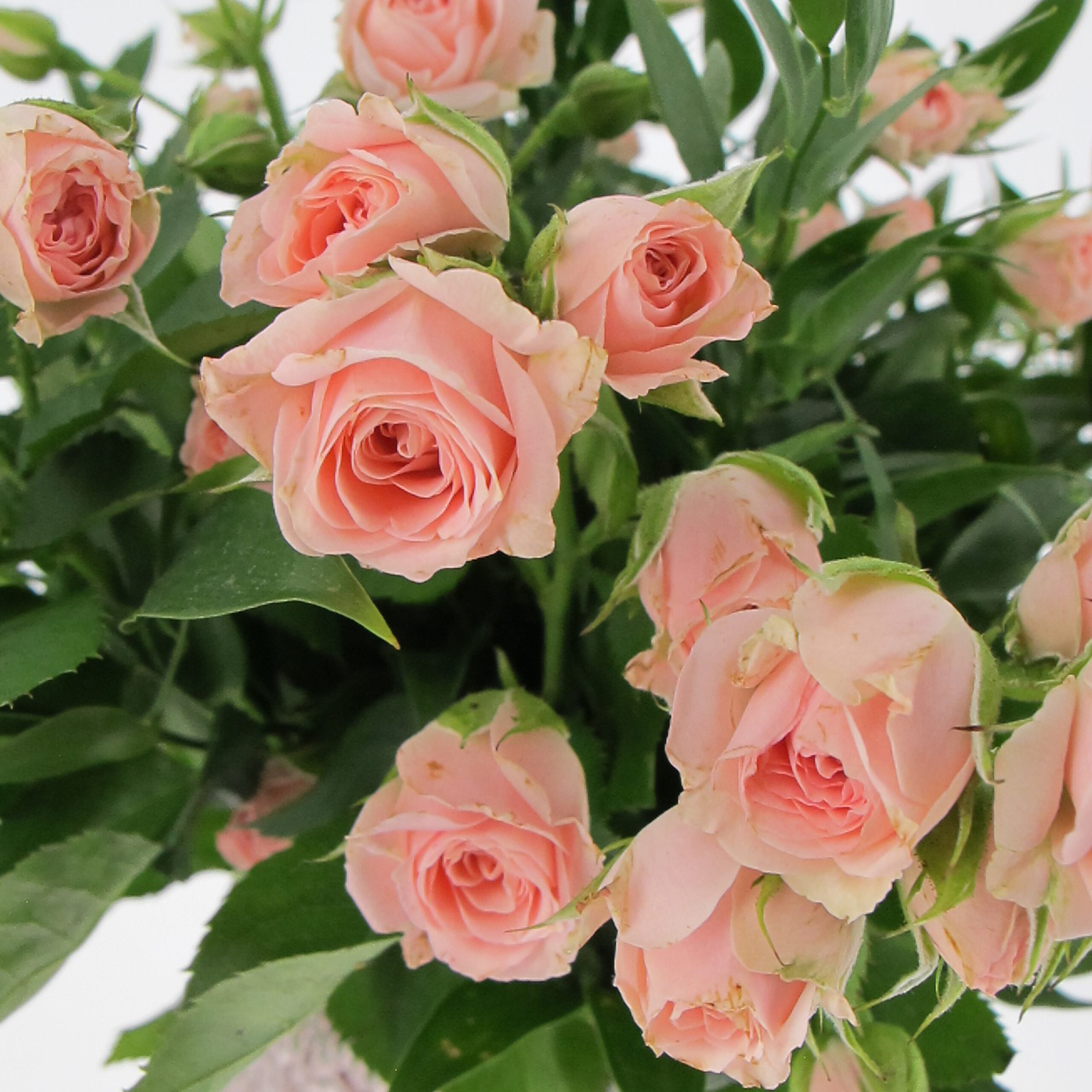PTG-Bouquet-10steli-rosegrappolo-rosa-0001_0001_Livello 6