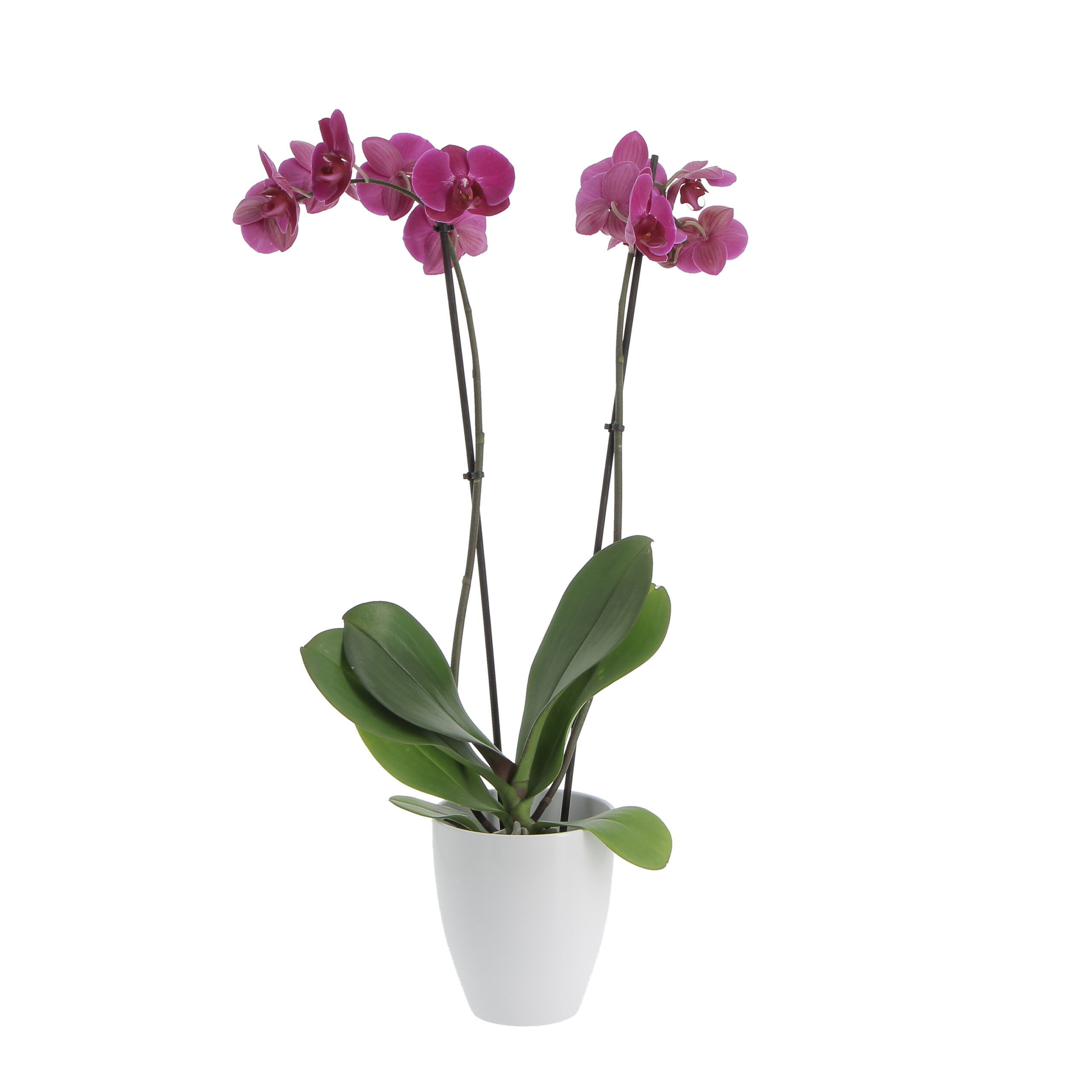 PTG-Phalenopsis-fucsia-v12-h70_620-15-alaska-weiss
