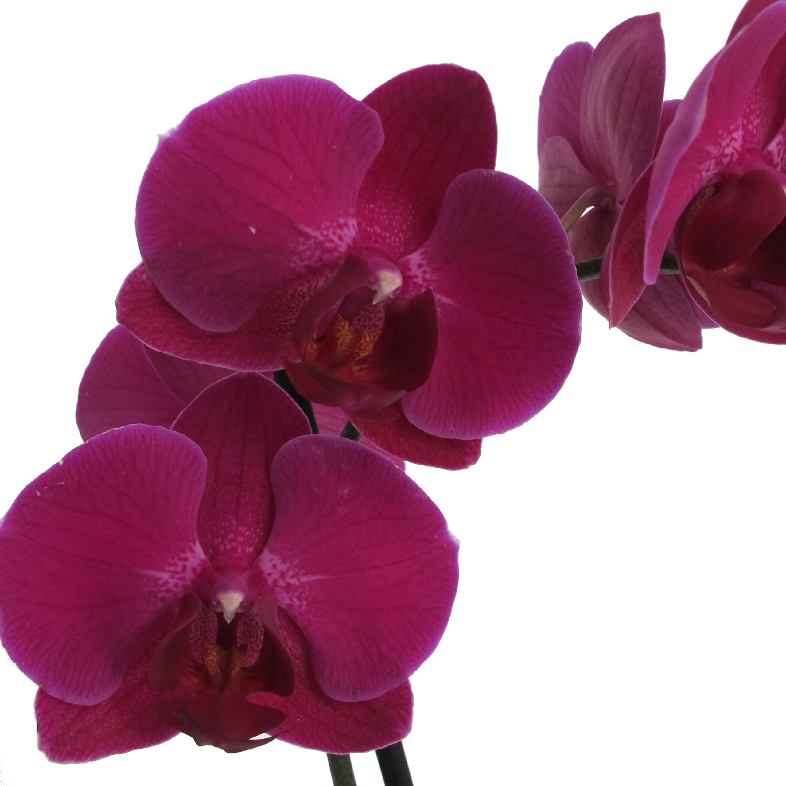 PTG-Phalenopsis-fucsia-v12-h70_part1