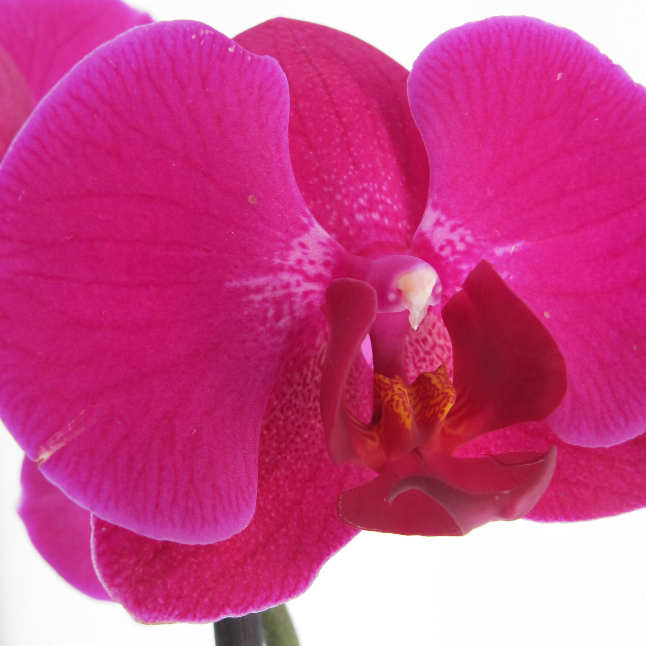 PTG-Phalenopsis-fucsia-v12-h70_part2
