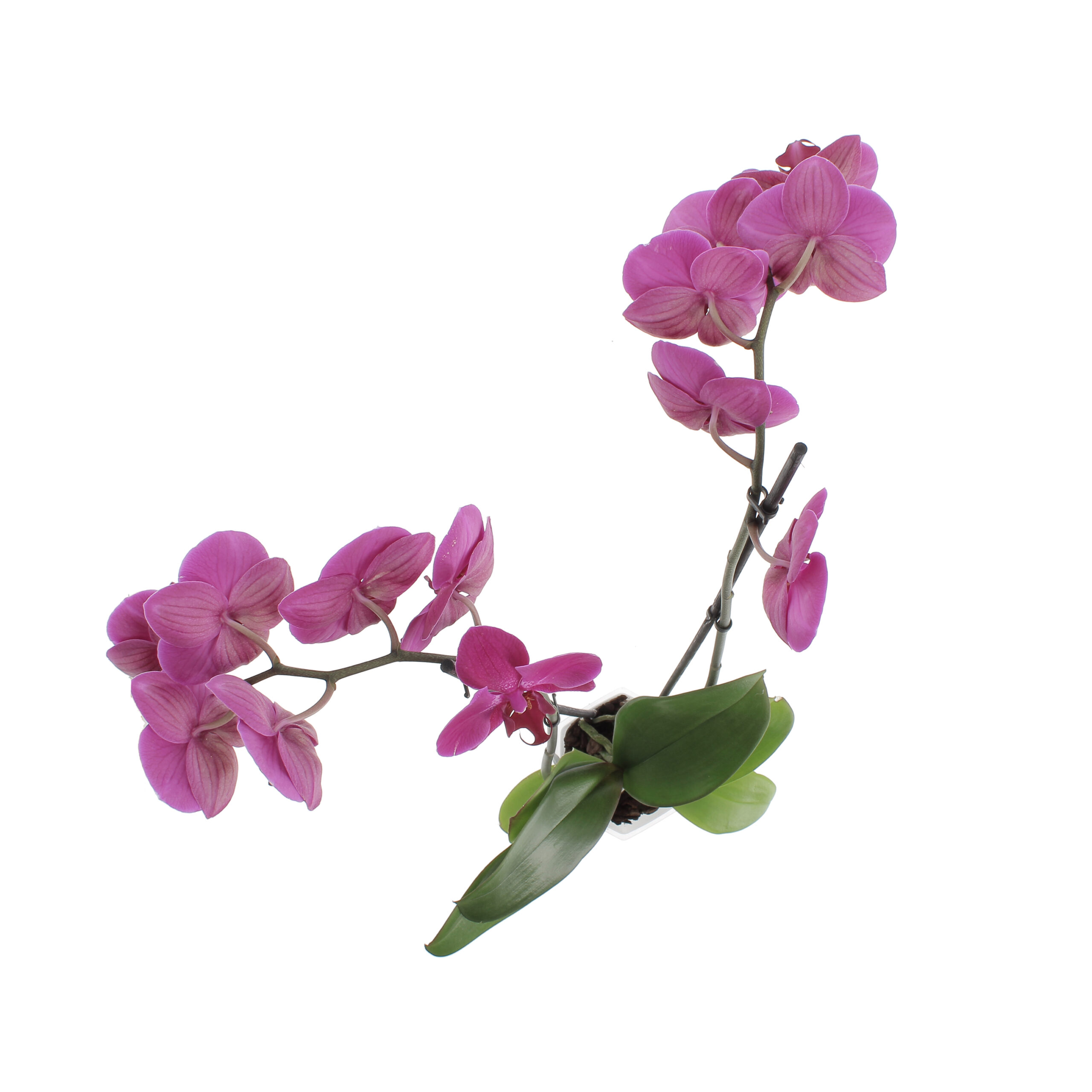 PTG-Phalenopsis-fucsia-v12-h70_sopra