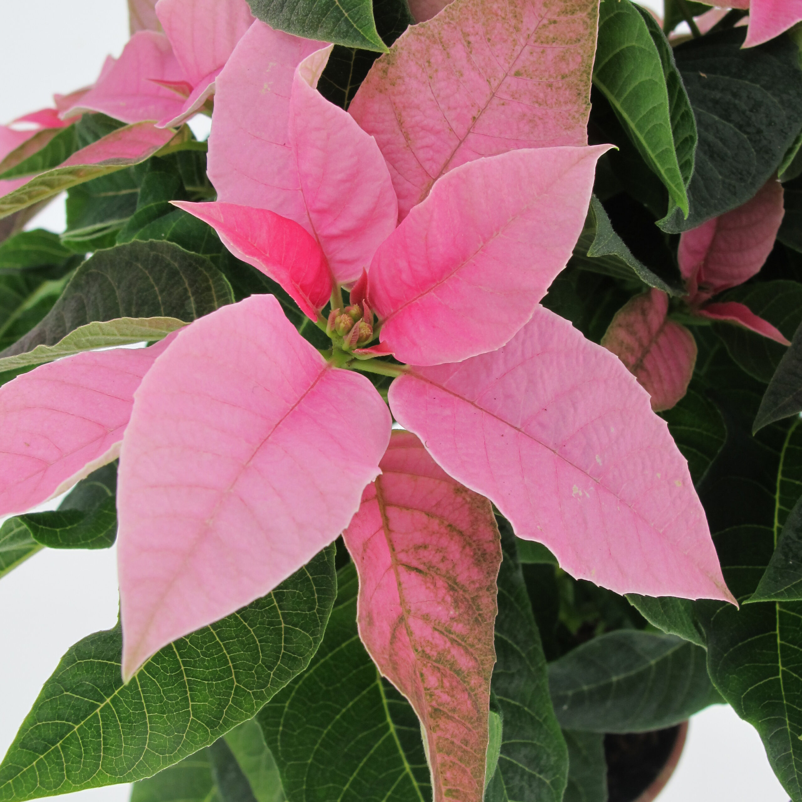 PTG-360-Princettia-Rosa-v14-h30-part1