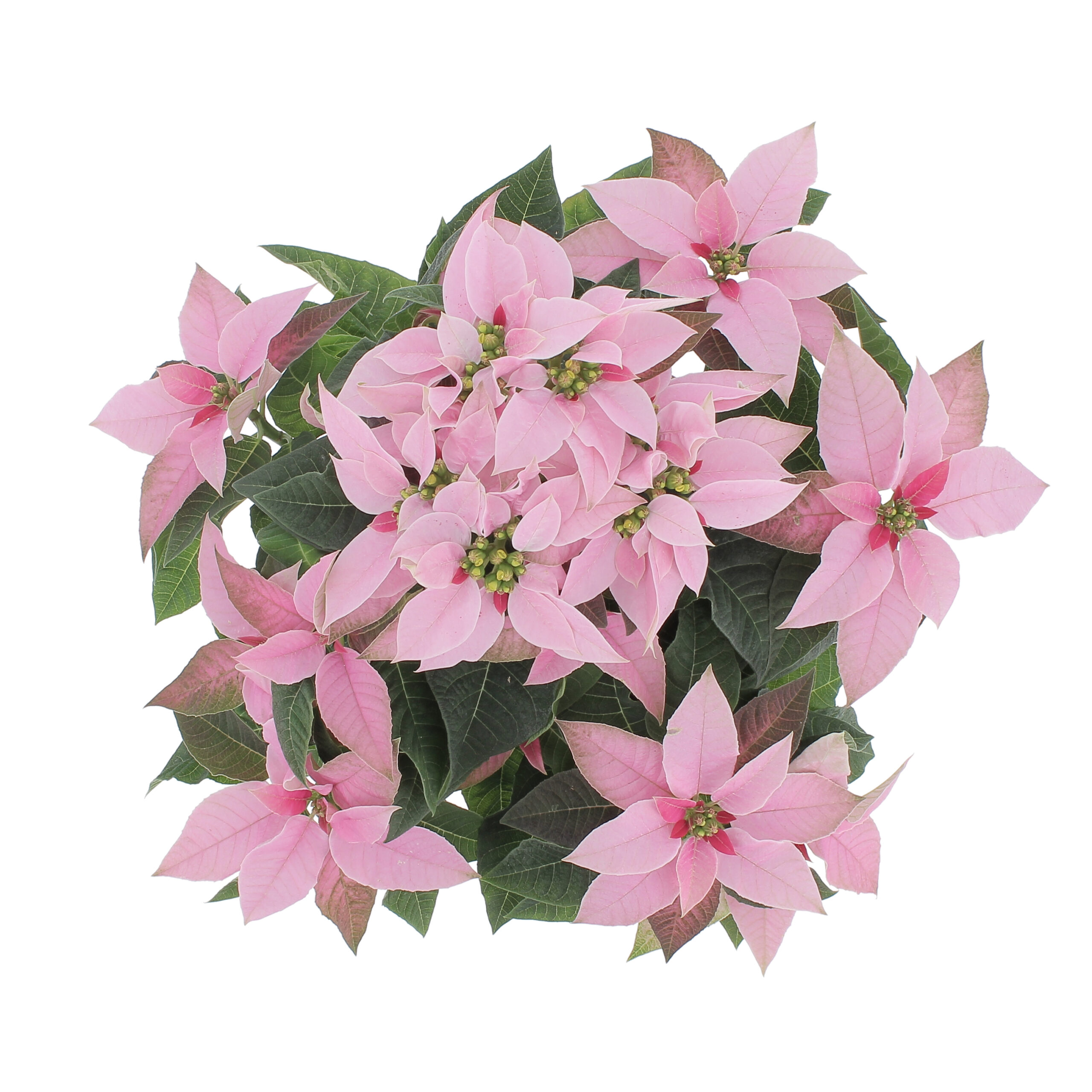 PTG-360-Princettia-Rosa-v14-h30-sopra