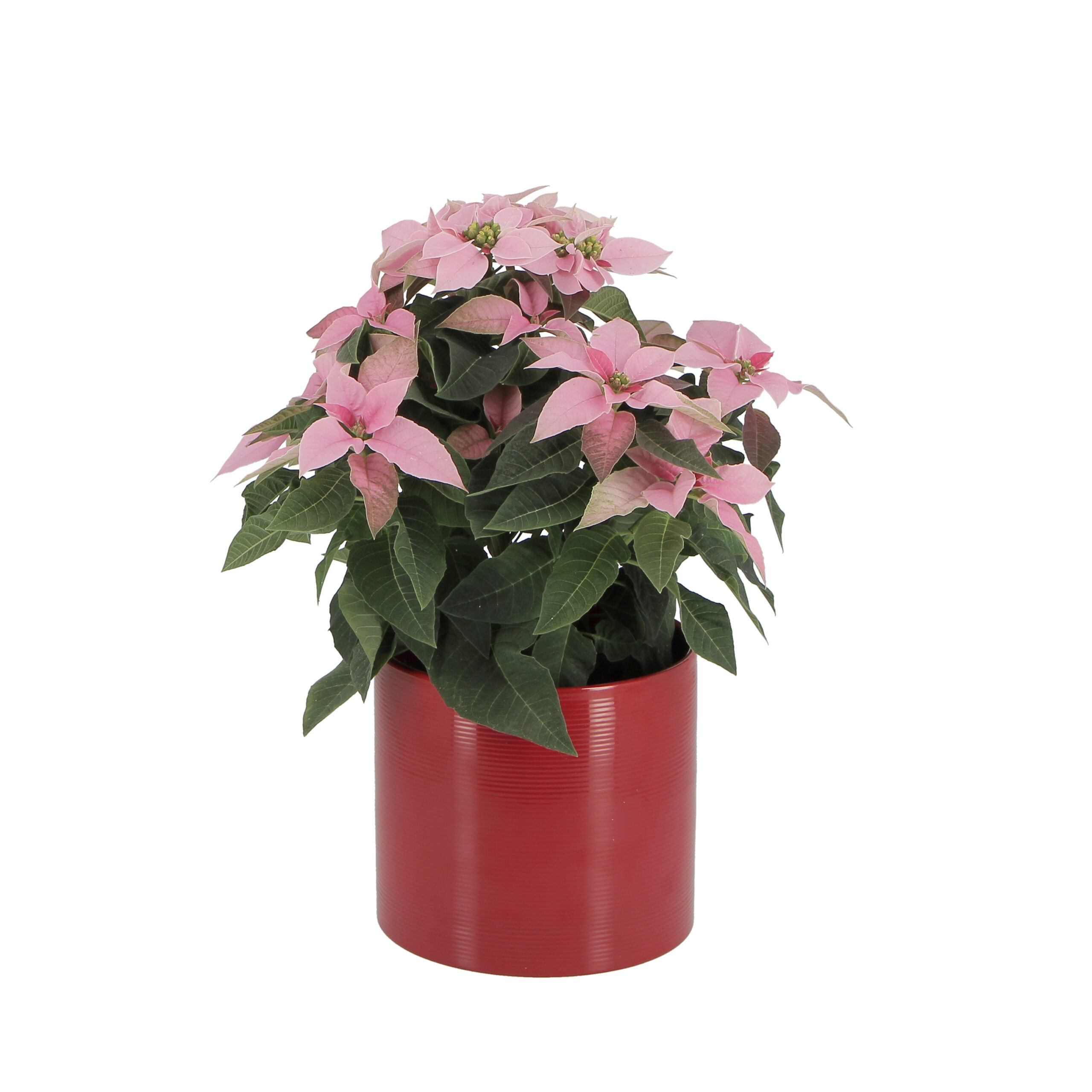 PTG-360-Princettia-Rosa-v14-h30-vaso-red