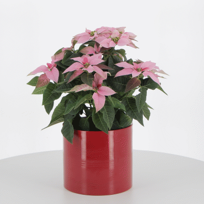 PTG-360-Princettia-Rosa-v14-h30-vaso-red
