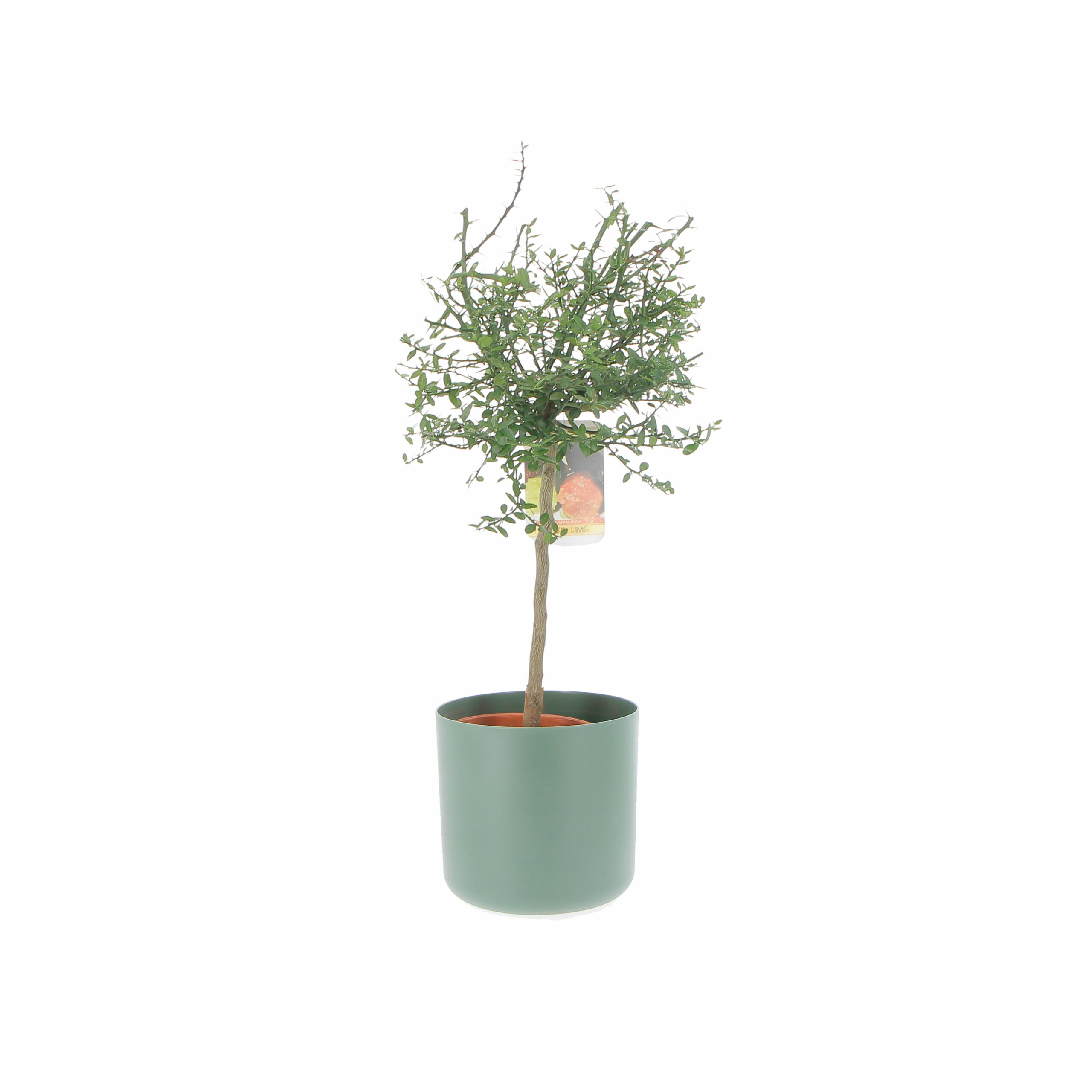 PTG-Citrus-Australasica-v20-h-70-80-b-for-soft-25-leaf-green