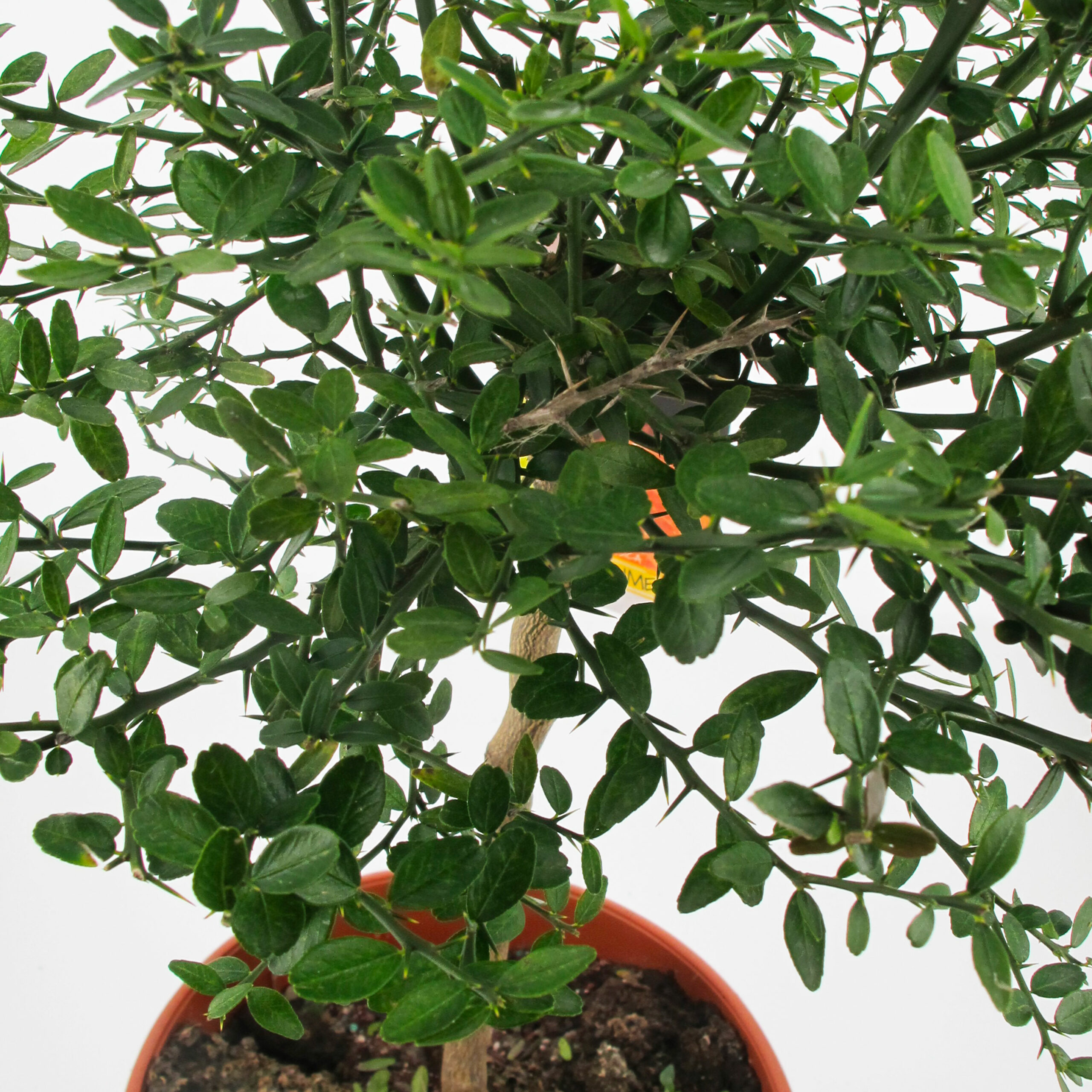 PTG-Citrus-Australasica-v20-h-70-80-part2