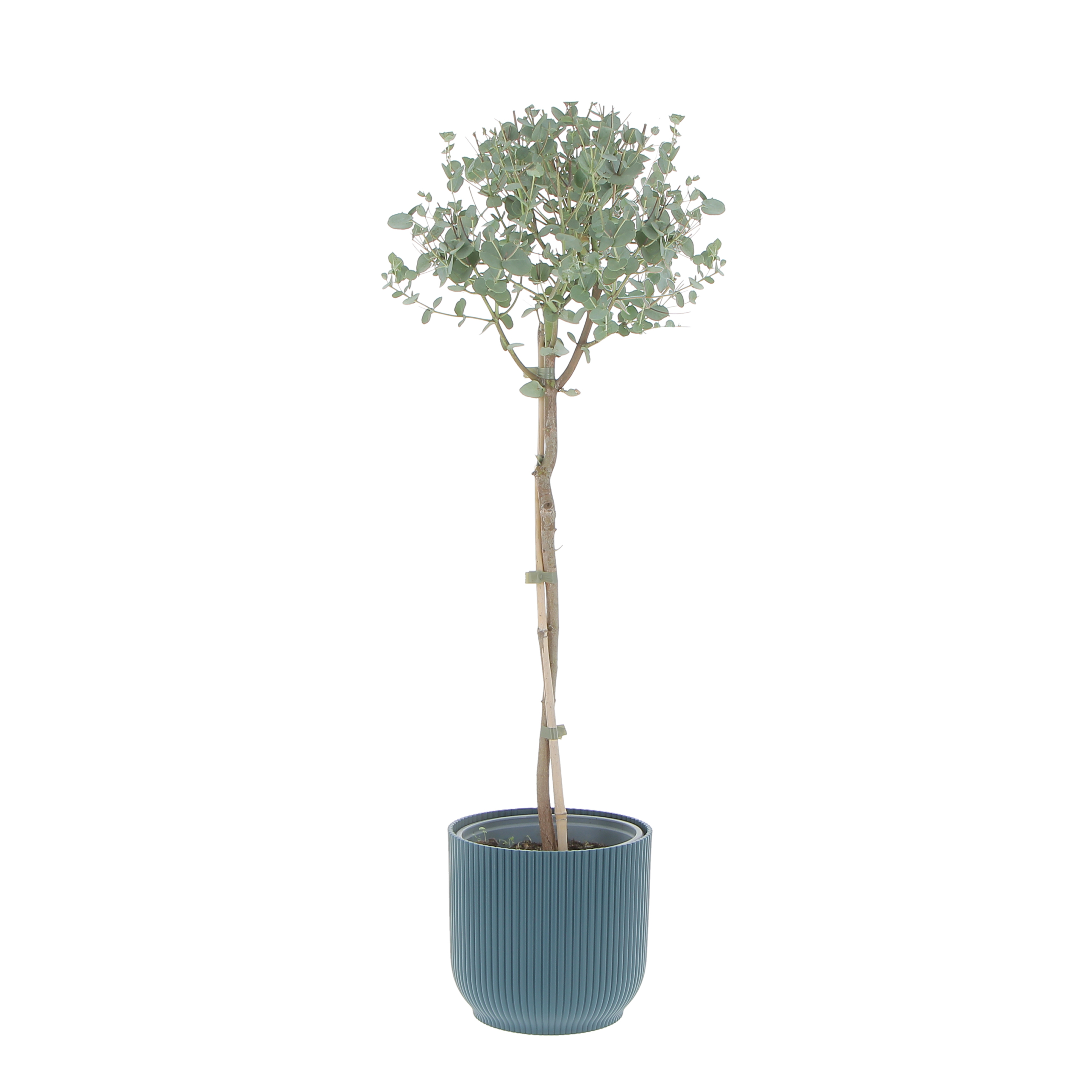 PTG-Eucalyptus-gunnii-v17-h80_elho-vibes-18deepblue-1