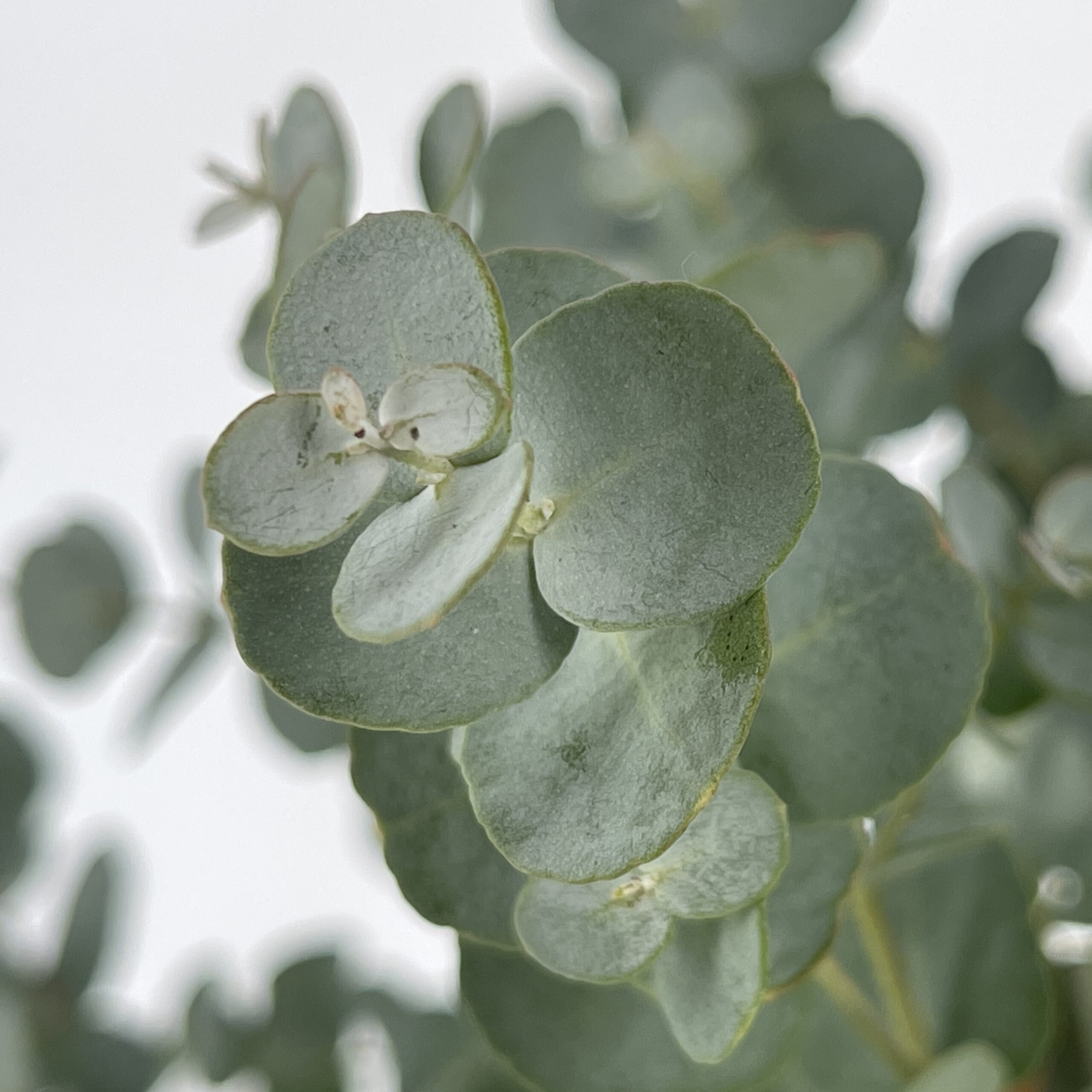 PTG-EucalyptusGunniiAlberello-v15-h75-part1